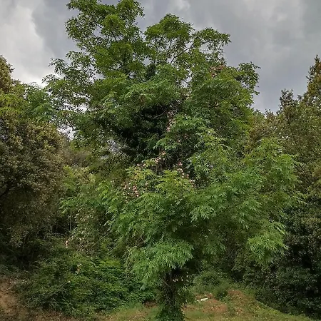 Instant De Tranquillité En Cévennes * Aujac (Gard)